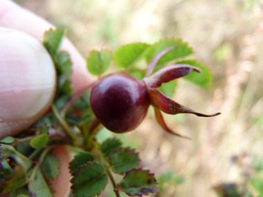 Fruits arrondis, rouges puis noirs à maturité. Agrandir dans une nouvelle fenêtre (ou onglet)